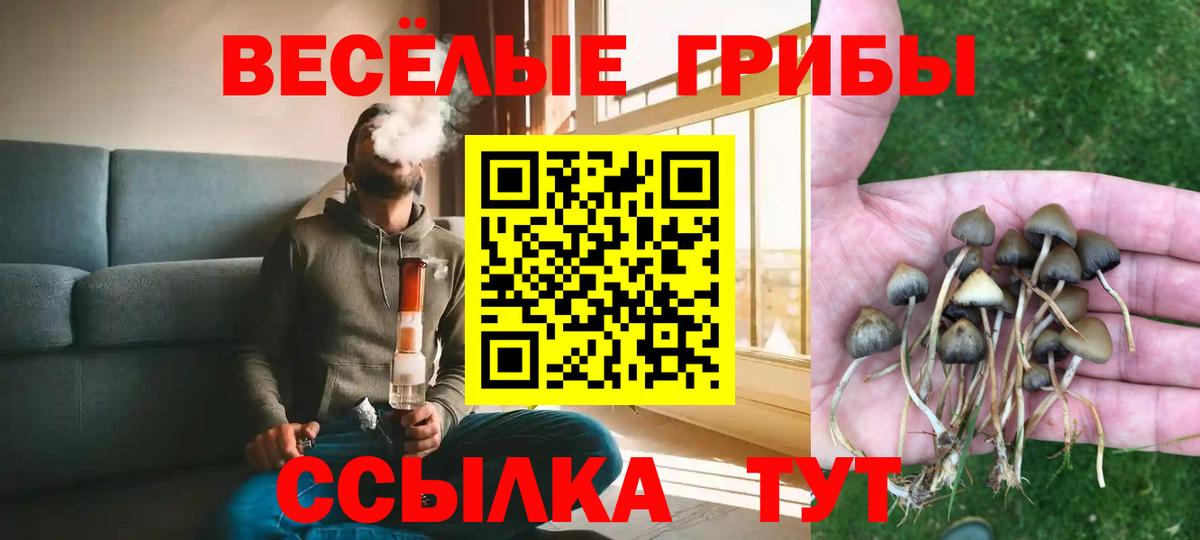 Псилоцибиновые грибы Cubensis Медногорск